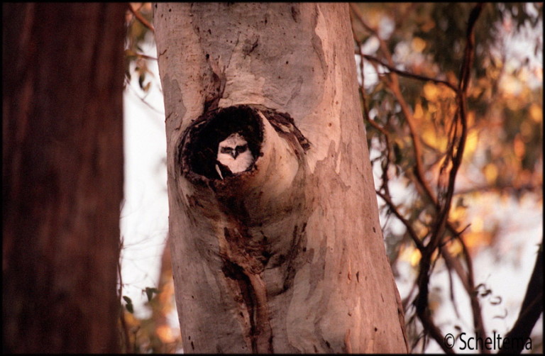 The UCLN will continue with its work on the Biolink projects,identifying focal species such as the Powerful Owl,seen here. Pic Scheltema