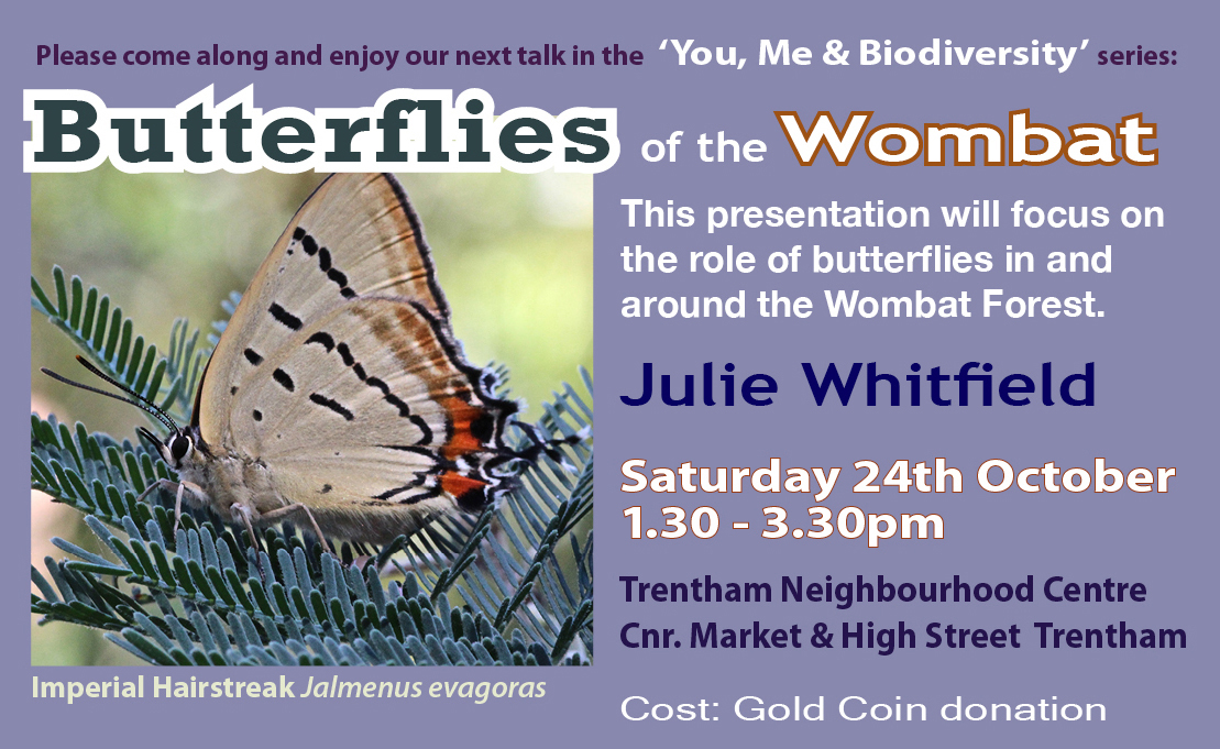 Butterflies fb promo