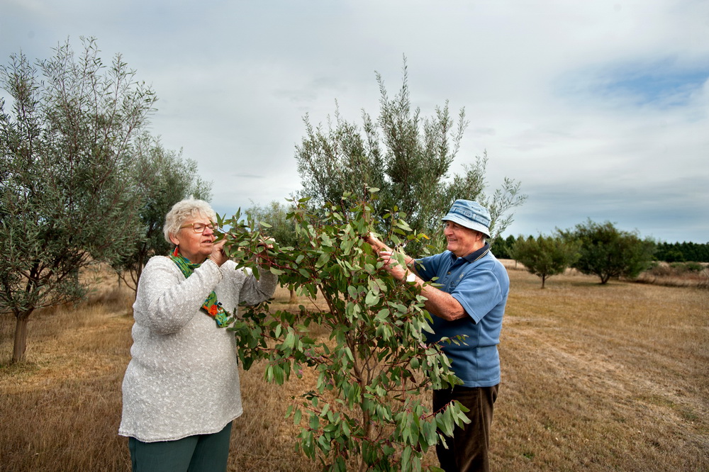 Hanne Juul and Bill Taylor examine some of the trees they previously planted on the John Morieson Biolink in Carlsruhe.