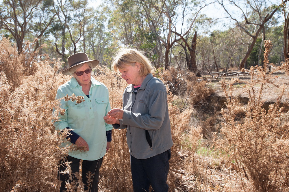 Jan Elder and Barbara James from Campaspe Valley Landcare successfully controlled and stopped the spread of a large infestation of gorse along ?creek through the Good Neighbourhood Program at DELWP©Scheltema