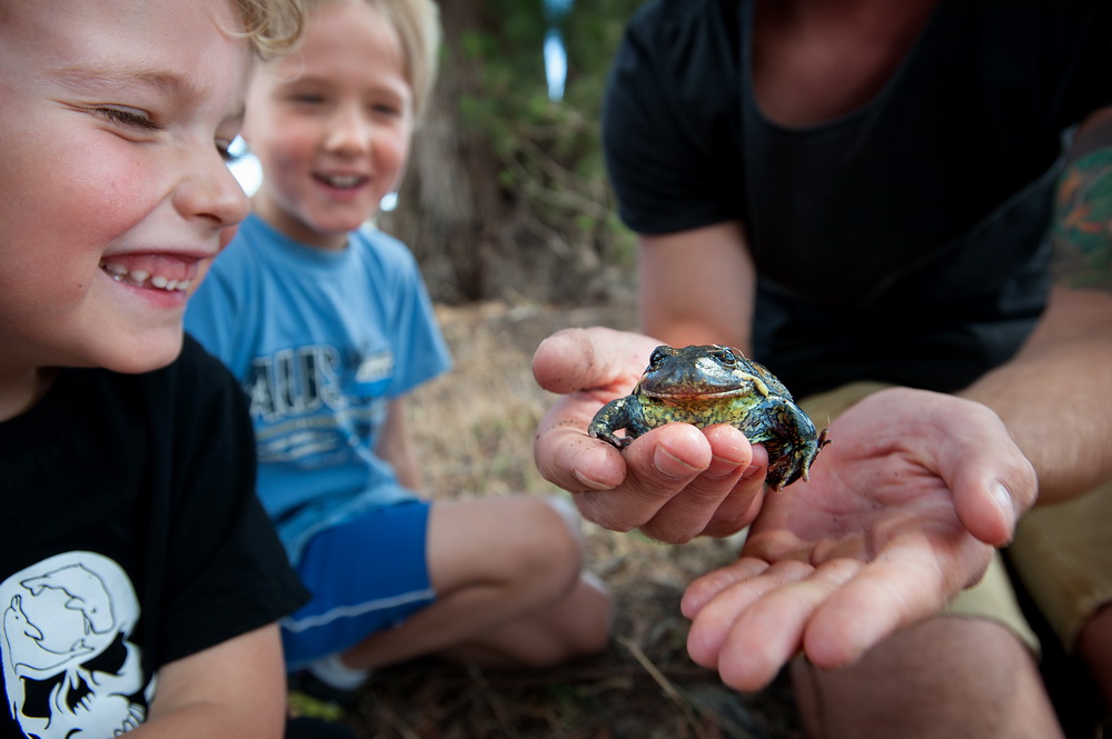 Austin and Oliver May learn about Southern Banjo Frogs at the Creepy Crawly Walk and Talk at Bald Hill Reserve ©Scheltema