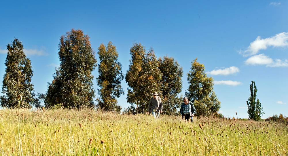 Malmsbury and District Landcare group was succesful in their application for a Victorian Landcare Grant to continue weed removal and revegetation works at the Malmsbury Common.©Scheltema