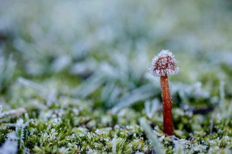 Frosty winter morning.©Scheltema