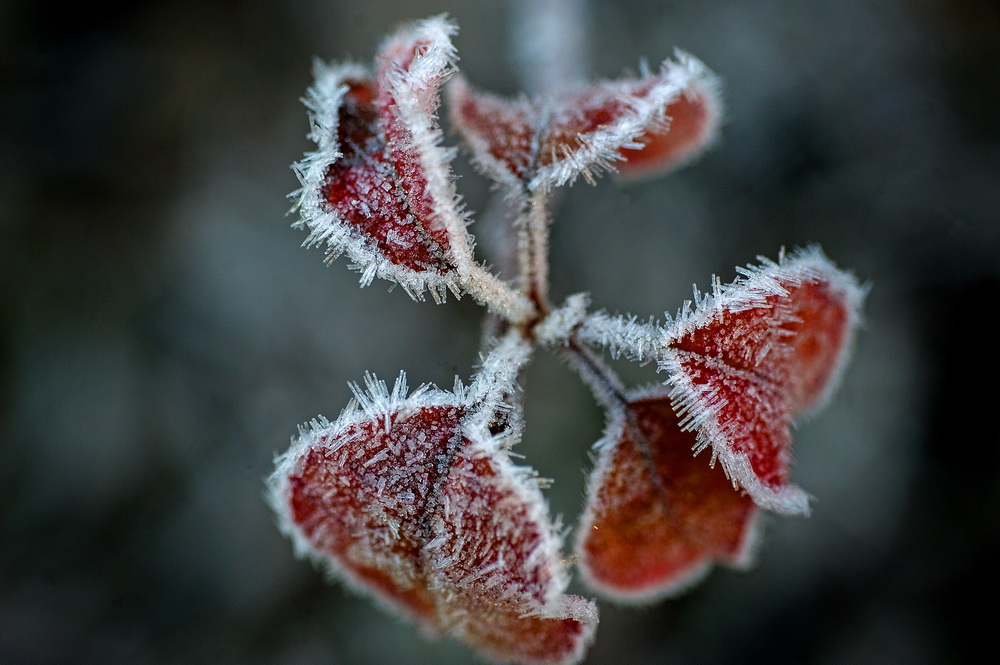 After a cold and dry winter we are already battling hot and dry conditions in spring. ©Scheltema