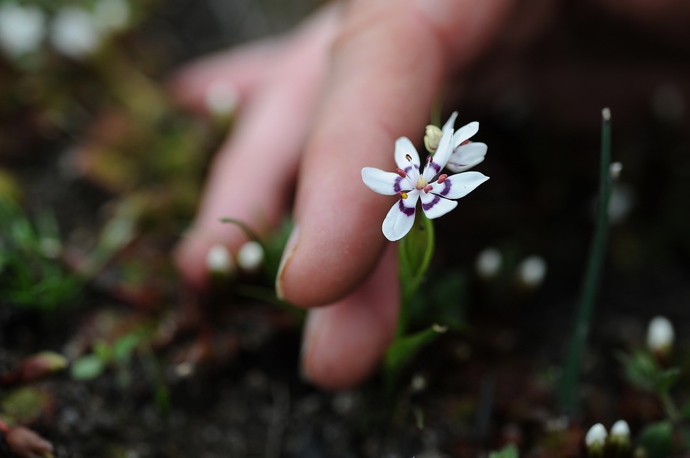 Friends of Black Hill members proudly showed visitors the abundant spring wildflowers at the Black Hill  Reserve reopening.©Scheltema