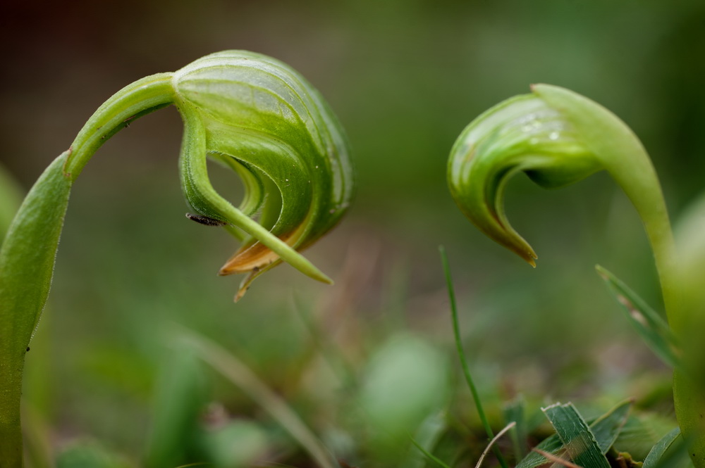 Nodding  greenhood orchids are an early sign of spring  at Black Hill Reserve. ©Scheltema