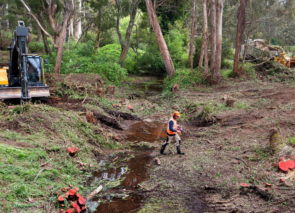 Work begins to remove willows at Enders Bridge,near Trentham Falls.©Scheltema