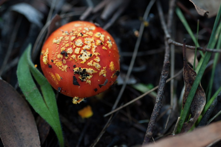 Come along to the Coliban Connections Field and learn about the treasures within our environment ,such as this amanita xanthoaphala,seen near near Kangaroo Creek.©Scheltema
