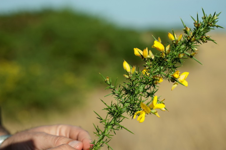 Is gorse your problem?Why not investigate funding from the Gorse Task Force? ©Scheltema