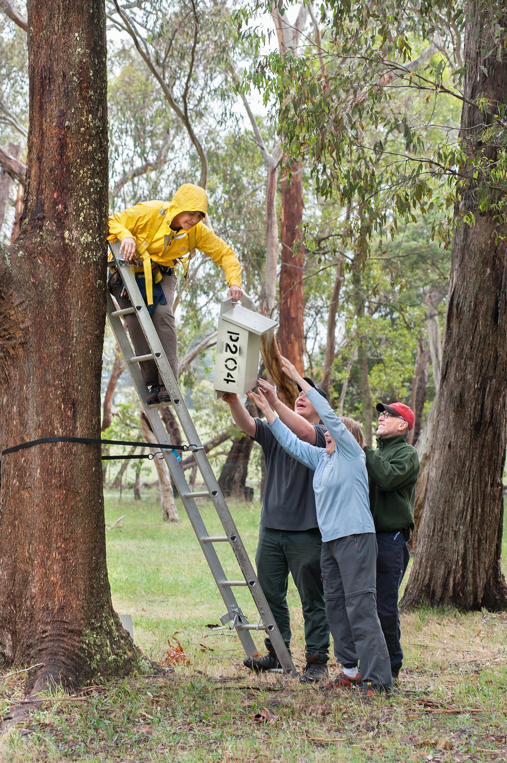 Installing nest boxes at Hanging Rock Reserve.©Scheltema