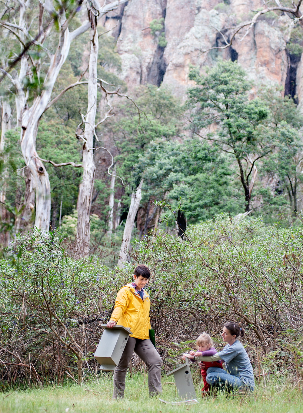 Nestboxes for phascogales being installed at Hanging Rock Reserve.©Scheltema