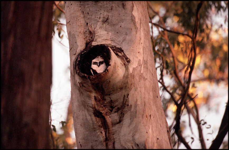 Rare, threatened and vulnerable species such as the Powerful Owl, seen here, are some of the flora and fauna the Cobaw Campaspe Biolink Project will be aiming to identify and develop measures to protect. The work is being undertaken by the Upper Campaspe Landcare Network in conjunction with Ashbourne, Woodend, Carlsruhe and Newham Landcare Groups .©Scheltema