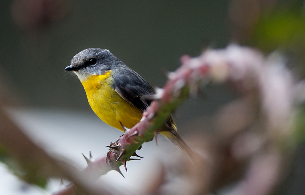 A winter visitor to my garden.Be part of a citizen science project by taking part in the Great Backyard Bird Count.©Scheltema