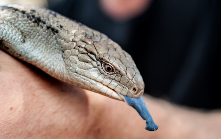 Help protect our precious native flora and fauna such as this blue tongue lizard by investigating a grant opportunity with your group.©Scheltema