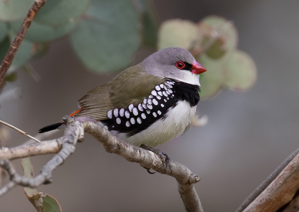 COme and learn about the Feathered Five,such as this Diamond Firetail ,at the Feathered Five Festival on March 19-20th. Pic Geoff Parks