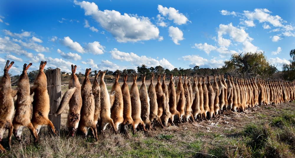 Fox control,Central Vic style.