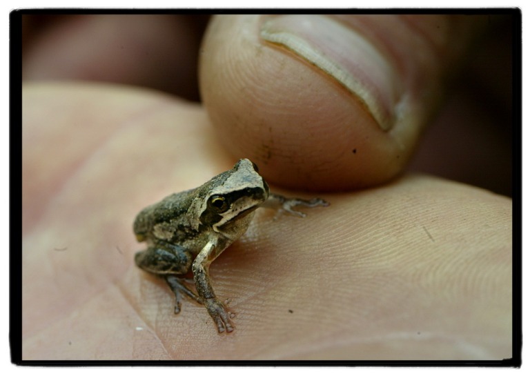 frog_resize