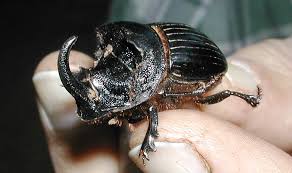 Dung beetles - All you need to know about about dung beetles ...