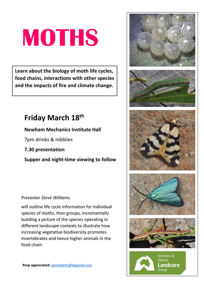 moths flyer (1)-1