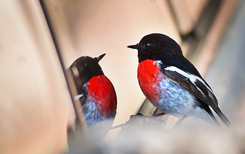 A scarlet robin,a sure sign of the colder weather at my place.