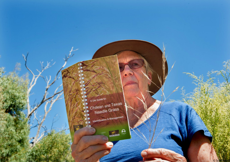  Using the excellent Ute Guide produced by Campaspe Valley Landcare to ID the troublesome weed. Pic Scheltema